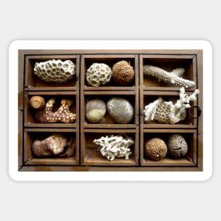 Corals, fossils, seeds and stones Sticker